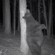 Illustration for article titled Big Bears Ready For Bed